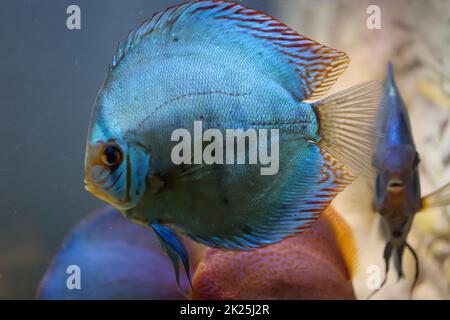 Un poisson de discus dans un aquarium. Les poissons de Discus proviennent de l'Amazonie. Banque D'Images