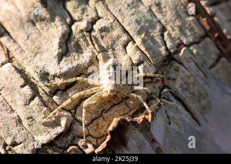 Une araignée bien camouflée sur l'écorce d'un bouleau. Ressemble à une araignée de crabe. Banque D'Images