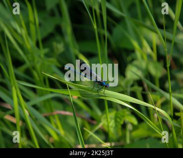 Une grande mouche bleue se trouve sur une plante. Banque D'Images