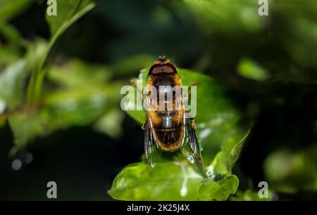 Gros plan d'une abeille assise sur une feuille d'une plante. Banque D'Images