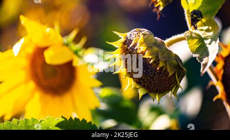 Tournesol fanées Banque D'Images