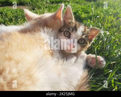 Gros plan de deux petits chats jouant sur l'herbe Banque D'Images