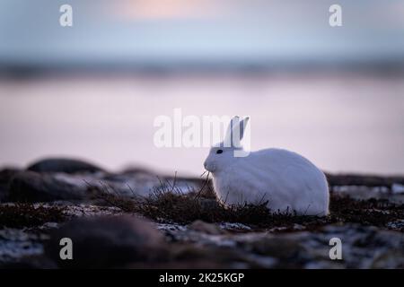 Le lièvre arctique se nourrit de plantes sur la toundra Banque D'Images