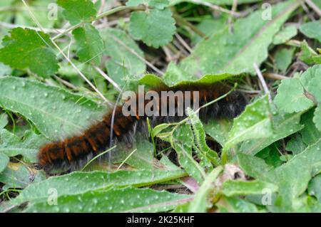 chenille de fox moth sur l'herbe Banque D'Images
