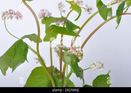 le sarrasin fleurit sur fond blanc Banque D'Images