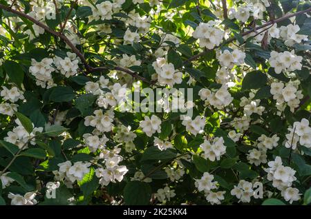 Fleurs blanches parfumées en fleurs, paysage d'été Banque D'Images