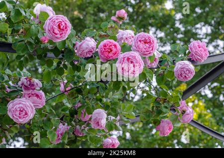 Roses en fleur Banque D'Images
