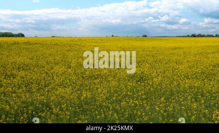 Vaste champ de fleurs jaunes et ciel nuageux Banque D'Images