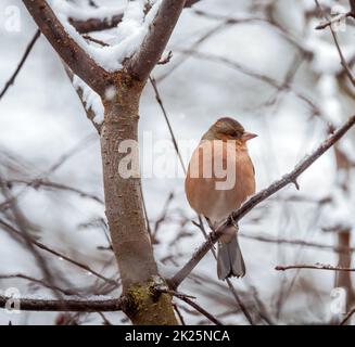 Un oiseau de chaffin mâle assis sur un arbre recouvert de neige Banque D'Images