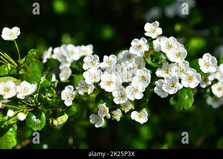 Aubépine à deux cannelures avec fleurs blanches Banque D'Images