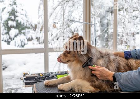 Border Collie est taillé sur la table de toilettage dans le salon d'animaux. Banque D'Images