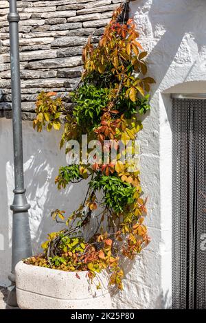 Maison de Trulli surcultivée avec des vignes à Alberobello Banque D'Images