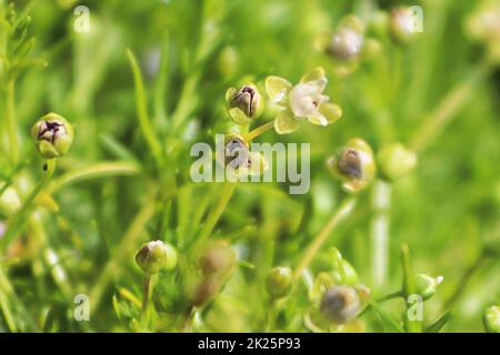 Vue macro des fleurs délicates sur Irish Moss Banque D'Images