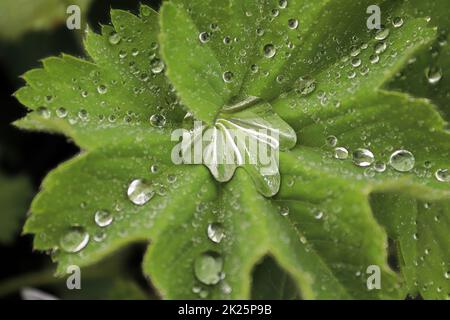 Vue macro sur les feuilles d'un manteau de Ladys recouvert d'eau Banque D'Images