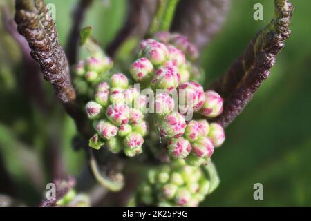 Vue macro des boutons de fleurs sur une plante de bébé Joe Pye Banque D'Images