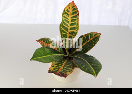 Vue sur les feuilles de Croton sur fond blanc Banque D'Images