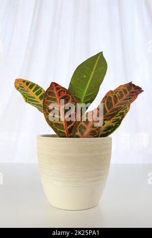 Une plante de Croton dans un pot blanc sur une table blanche Banque D'Images