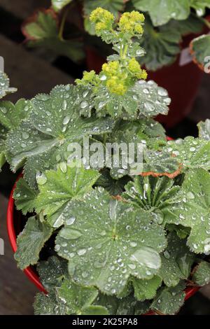 Gros plan de ladys en pot de plantes de manteau avec des gouttelettes d'eau Banque D'Images