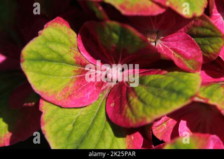 Fleurs vertes et roses délicates sur une plante d'Hydrangea Banque D'Images