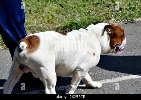 Chien de taureau anglais sur une promenade Banque D'Images