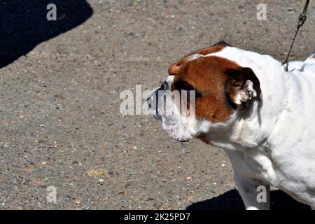 Chien de taureau anglais sur une promenade Banque D'Images