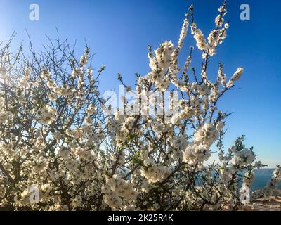 Blossoming cherry tree Banque D'Images