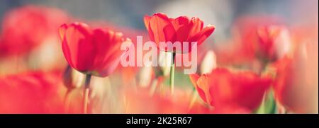 Tulipes rouges et jonquilles jaunes dans les parterres de fleurs dans le jardin en .Magnifiques fleurs par beau temps sur fond bleu ciel Banque D'Images