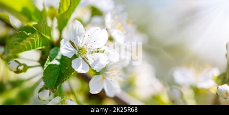 Cerisier flou magnifique arrière-plan en fleur Banque D'Images