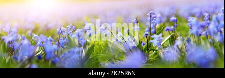 Vue en gros plan sur les fleurs printanières dans le parc.Scilla fleurir sur une belle matinée avec la lumière du soleil dans la forêt en avril Banque D'Images