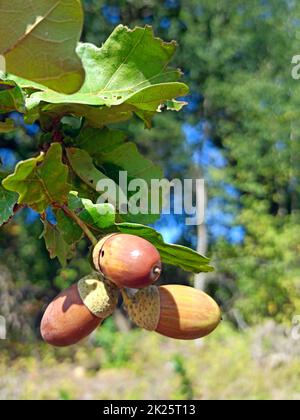 Des glands avec des feuilles pendent sur la branche. Fruits de chêne Banque D'Images