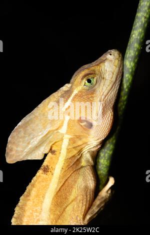 Basilisque brun, Basiliscus vittatus Tortuguero, Costa Rica Banque D'Images