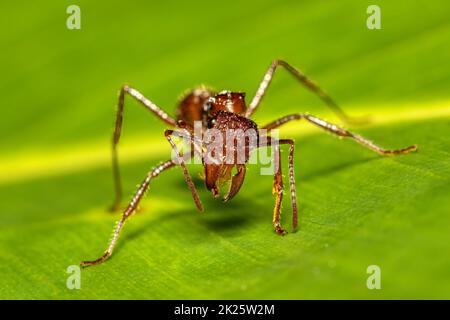 Paraponera clavata connu sous le nom de la balle Tortuguero Cerro, Costa Rica Banque D'Images