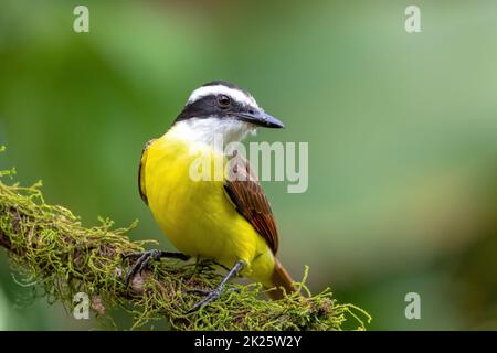 Grand kiskadee, Pitangus sulfuratus, la Fortuna Alajuela Costa Rica Banque D'Images