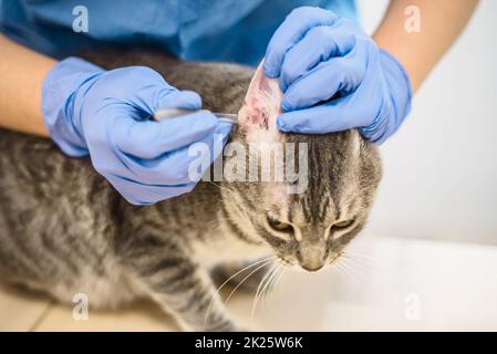 Vétérinaire médecin utilise des gouttes d'oreille pour traiter un chat Banque D'Images