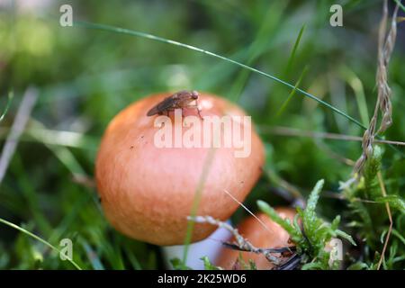 Gros plan d'un champignon dans la forêt. Les champignons sont en partie toxiques et en partie comestibles. Banque D'Images