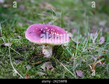 Gros plan d'un champignon dans la forêt. Les champignons sont en partie toxiques et en partie comestibles. Banque D'Images