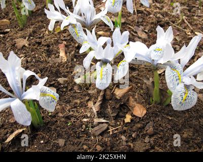 Noix de Barbarie à fleur bleu clair au printemps, Moraea sisyrinchium Banque D'Images