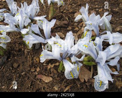 Noix de Barbarie à fleur bleu clair au printemps, Moraea sisyrinchium Banque D'Images