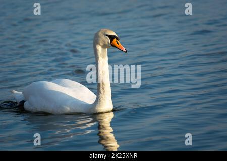 Simple cygne blanc nageant sur l'eau Banque D'Images