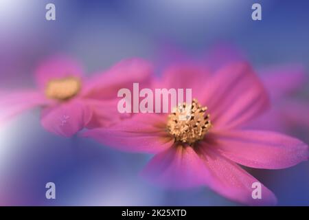 Belle macro photo.fleurs roses.Design d'art de bordure. Lumière magique.Photographie de gros plan extrême.image abstraite conceptuelle.arrière-plan bleu.Art fantaisie.papier peint créatif.arrière-plan magnifique nature.Fleur Cosmos de printemps incroyable.espace de copie.invitation de mariage. Banque D'Images