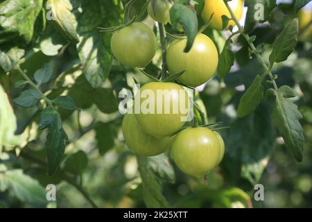 Tomates vertes sur la brousse Banque D'Images