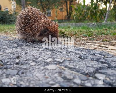 Gros plan d'un mignon hérisson qui entaille une surface en pierre recherche d'un aliment Banque D'Images