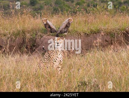 La mère de Cheetah, Acinonyx jubatus, avec ses petits dans la réserve nationale de Maasai Mara au Kenya. Banque D'Images