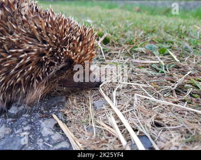 Gros plan d'un mignon hérisson qui entaille une surface en pierre recherche d'un aliment Banque D'Images