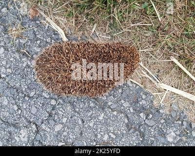 Gros plan d'un mignon hérisson qui entaille une surface en pierre recherche d'un aliment Banque D'Images