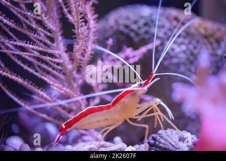 Une crevette blanche baguée dans un aquarium d'eau salée. Banque D'Images