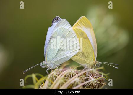 Une paire de papillons blancs de chou qui s'accouplent sur une plante. Banque D'Images