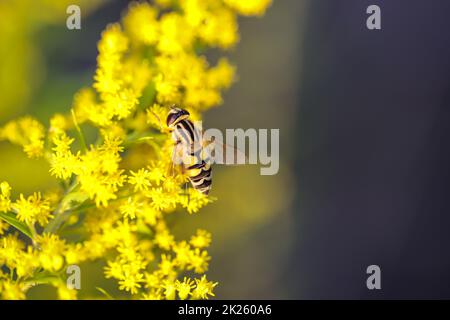 Un plantoir sur une plante à fleurs jaunes. Banque D'Images