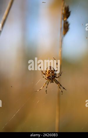 Une araignée croisée dans sa toile. Portrait d'une araignée de jardin. Banque D'Images