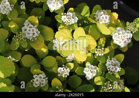 Grappes blanches de fleurs sur une Spirea à feuilles de bouleau Banque D'Images